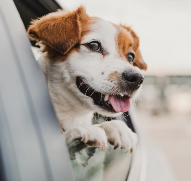 Hunde op Versicherung