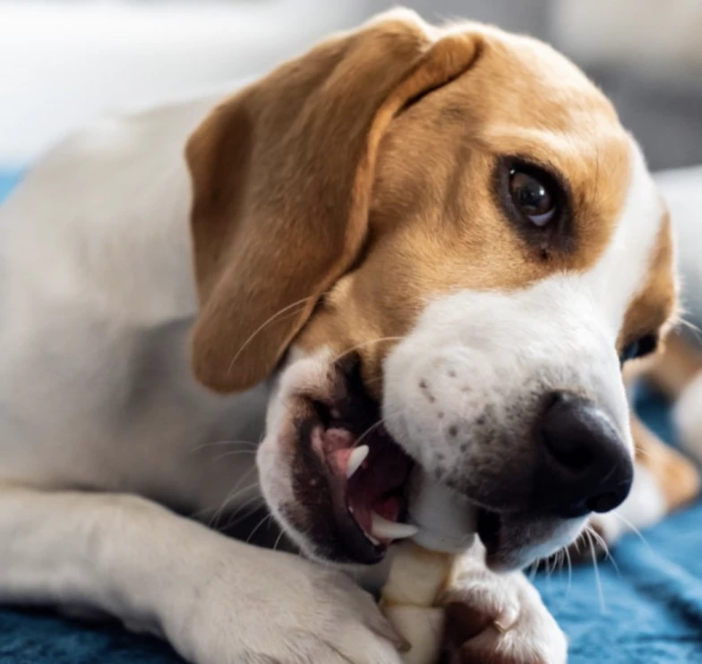 welche Kosten kann eine Operation beim Hund verursachen?